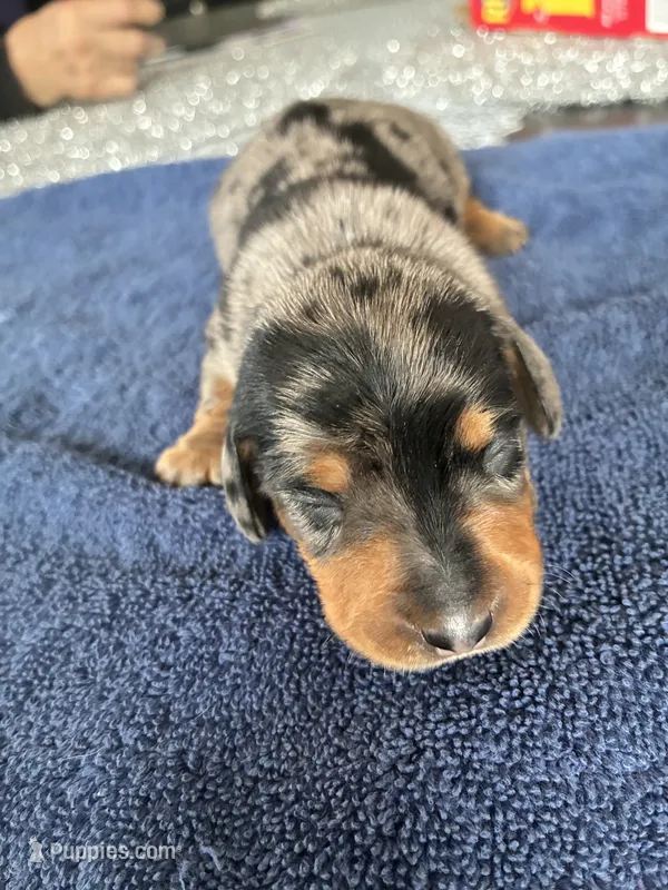Remy – Miniature Dachshund puppy for sale in Wauconda, IL