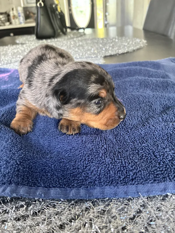 Remy – Miniature Dachshund puppy for sale in Wauconda, IL