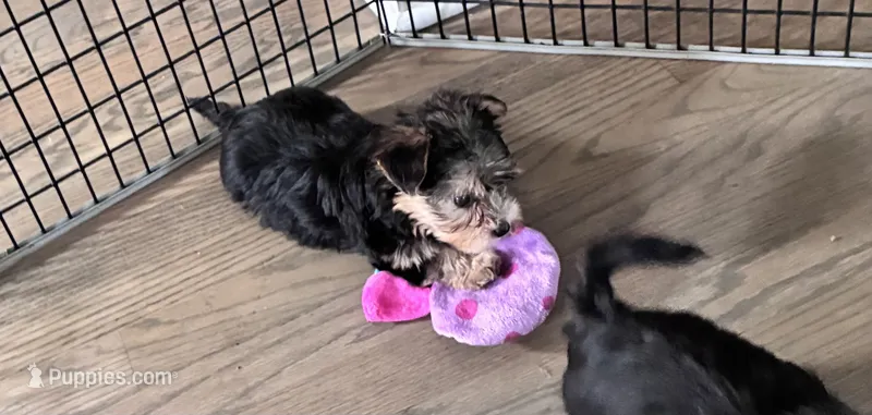 Buster  – Morkie puppy for sale in Wauconda, IL