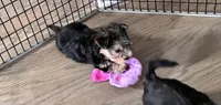 Buster , a male Morkie for sale in Wauconda, IL – 1 of 1
