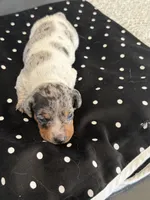 Sage, a female Miniature Dachshund for sale in Wauconda, IL – Photo 3 of 4