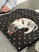 Sage, a female Miniature Dachshund for sale in Wauconda, IL – Photo 4 of 4