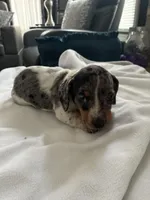 Sage, a female Miniature Dachshund for sale in Wauconda, IL – Photo 2 of 4