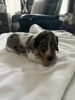 Sage, a female Miniature Dachshund for sale in Wauconda, IL – Photo 1 of 4