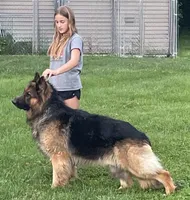 Oakley , a male German Shepherd Dog for sale in Wauconda, IL – 3 of 4