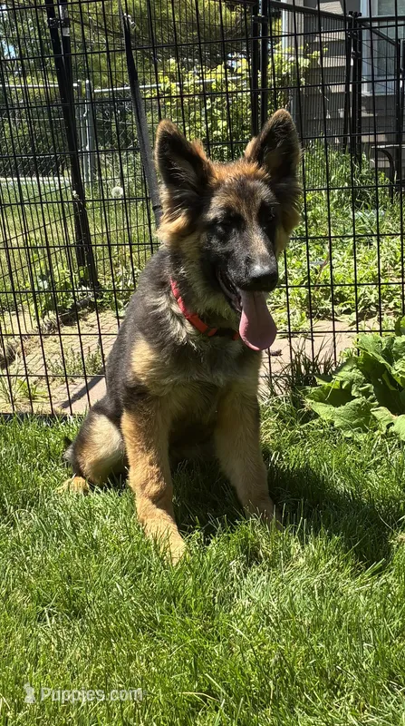 Ciara – German Shepherd Dog puppy for sale in Wauconda, IL