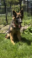 Ciara, a female German Shepherd Dog for sale in Wauconda, IL – 1 of 1