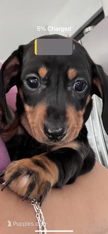 Arlo – Miniature Dachshund puppy for sale in Wauconda, IL