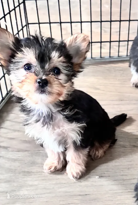 Violet  – Morkie puppy for sale in Wauconda, IL