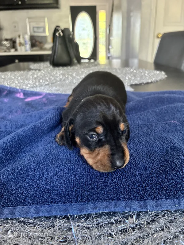 Arlo – Miniature Dachshund puppy for sale in Wauconda, IL