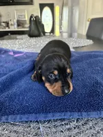 Arlo, a male Miniature Dachshund for sale in Wauconda, IL – 3 of 6