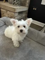 Cotton ball , a female Maltipoo and Maltipom for sale in Wauconda, IL – 2 of 2