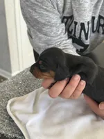 Ivy , a female Miniature Dachshund for sale in Wauconda, IL – Photo 2 of 3