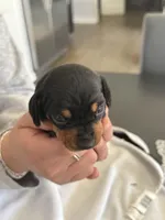 Ivy , a female Miniature Dachshund for sale in Wauconda, IL – Photo 1 of 3