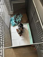 Wally, a male Pembroke Welsh Corgi and Pomeranian for sale in Wauconda, IL – 2 of 2
