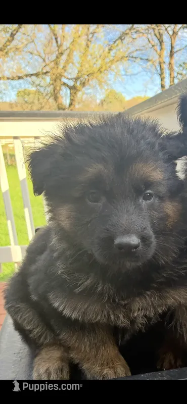 Oakley  – German Shepherd Dog puppy for sale in Wauconda, IL