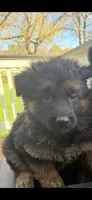 Oakley , a male German Shepherd Dog for sale in Wauconda, IL – 1 of 4