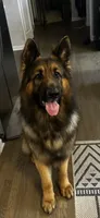 Oakley , a male German Shepherd Dog for sale in Wauconda, IL – 2 of 4