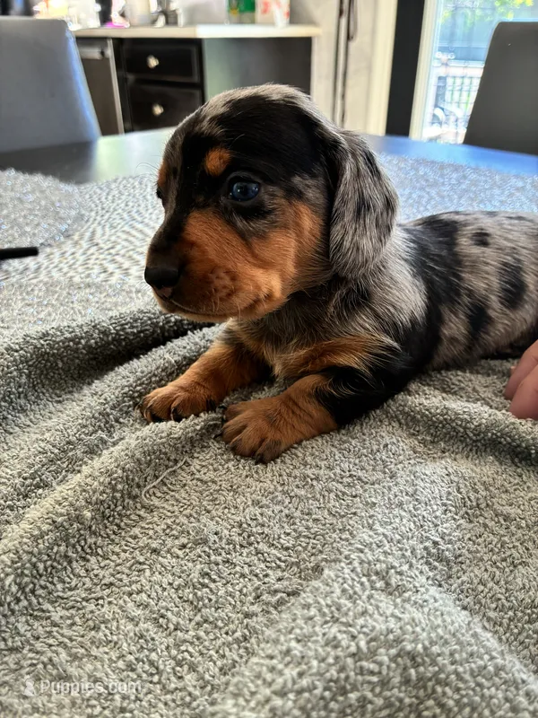 Remy – Miniature Dachshund puppy for sale in Wauconda, IL