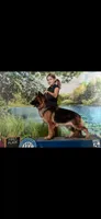 Oakley , a male German Shepherd Dog for sale in Wauconda, IL – 4 of 4