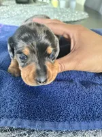 Remy, a male Miniature Dachshund for sale in Wauconda, IL – 3 of 5