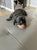 Arlo, a male Miniature Dachshund for sale in Wauconda, IL – 2 of 2