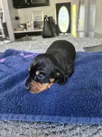 Arlo, a male Miniature Dachshund for sale in Wauconda, IL – 4 of 6