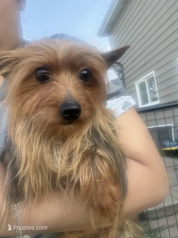 Prince – Yorkshire Terrier puppy for sale in Wauconda, IL