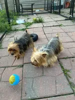 Prince, a male Yorkshire Terrier for sale in Wauconda, IL – Photo 2 of 3