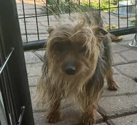 Prince, a male Yorkshire Terrier for sale in Wauconda, IL – Photo 3 of 3
