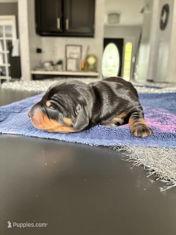 Arlo – Miniature Dachshund puppy for sale in Wauconda, IL