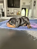 Arlo, a male Miniature Dachshund for sale in Wauconda, IL – 1 of 2