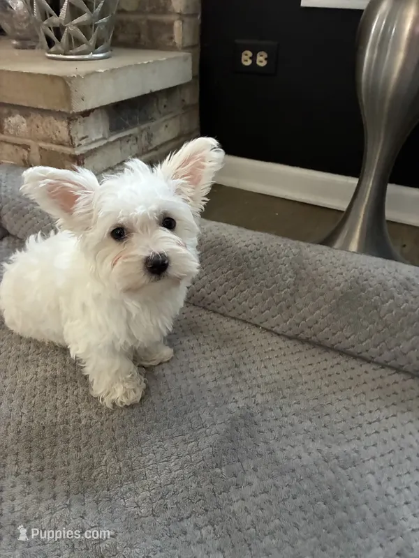 Cotton ball , a female Maltipoo and Maltipom for sale in Wauconda, IL – 1 of 2