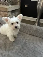Cotton ball , a female Maltipoo and Maltipom for sale in Wauconda, IL – 1 of 2