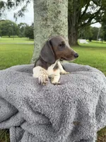 Bluey, a female Miniature Dachshund for sale in Arab, AL – 4 of 4