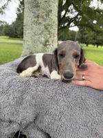Bluey, a female Miniature Dachshund for sale in Arab, AL – 2 of 4