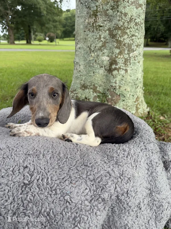 Bluey – Miniature Dachshund puppy for sale in Arab, AL