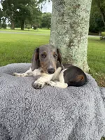 Bluey, a female Miniature Dachshund for sale in Arab, AL – 3 of 4