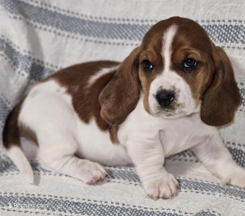 Dolly, a female Basset Hound for sale in Mount Gilead, OH – Photo 1 of 4