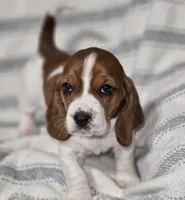 Dolly, a female Basset Hound for sale in Mount Gilead, OH – Photo 2 of 4