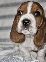 Dolly, a female Basset Hound for sale in Mount Gilead, OH – Photo 4 of 4