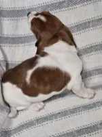 Dolly, a female Basset Hound for sale in Mount Gilead, OH – Photo 3 of 4