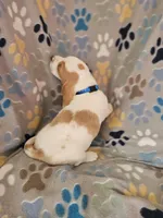 Ginger, a female Basset Hound for sale in Mount Gilead, OH – Photo 3 of 4