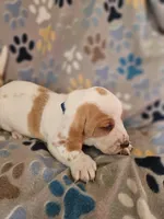 Ginger, a female Basset Hound for sale in Mount Gilead, OH – Photo 2 of 4