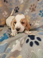 Ginger, a female Basset Hound for sale in Mount Gilead, OH – Photo 4 of 4