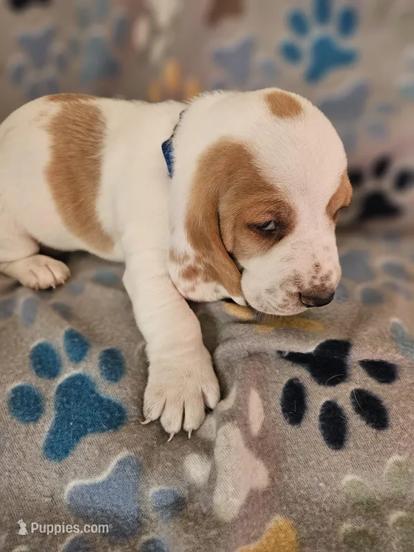 Ginger, a female Basset Hound for sale in Mount Gilead, OH – Photo 1 of 4