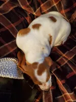 Jazmin, a female Basset Hound for sale in Mount Gilead, OH – Photo 2 of 4