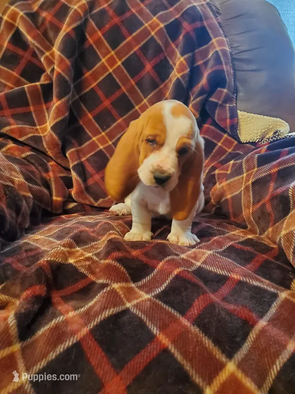 Jazmin, a female Basset Hound for sale in Mount Gilead, OH – Photo 1 of 4