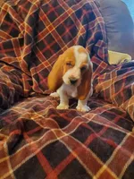 Jazmin, a female Basset Hound for sale in Mount Gilead, OH – Photo 1 of 4