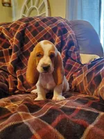 Jazmin, a female Basset Hound for sale in Mount Gilead, OH – Photo 3 of 4